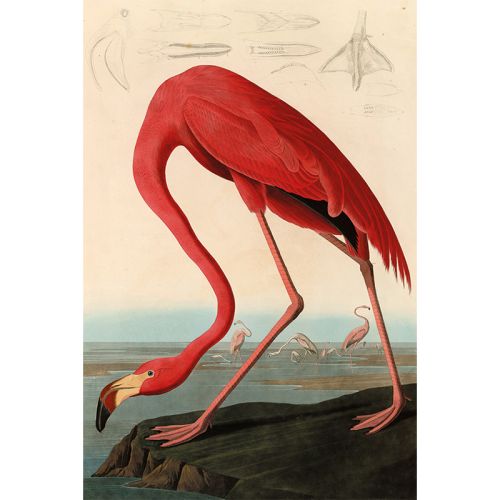  American Red Flamingo 80x120x2cm