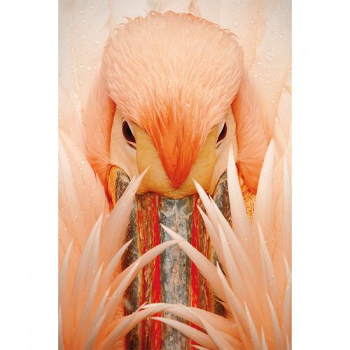  Pink Pelican 120x180cm